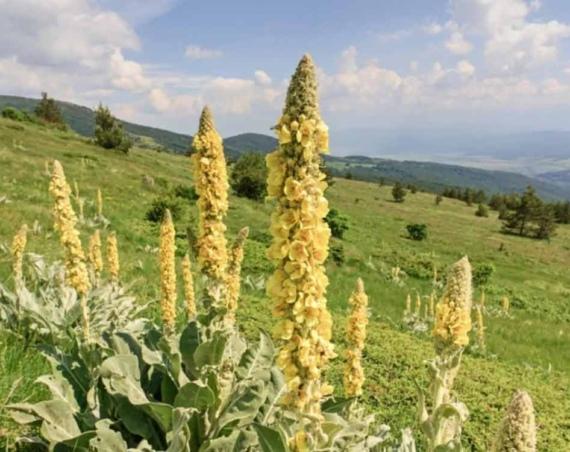 Sığır Kuyruğu Nedir? Faydaları Nelerdir?