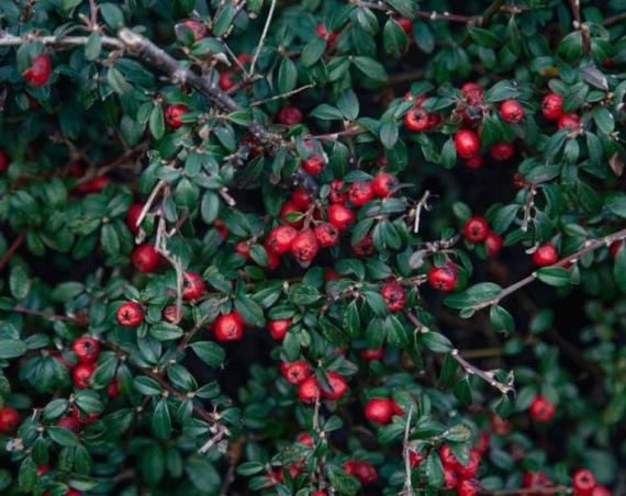 Kuşburnu faydaları